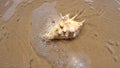 Spiney Shell On Beach