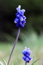 Sping flowers. Grape hyacinth Muscari. Blue Muscari. Mouse hyacinth