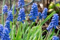 Sping flowers. Grape hyacinth Muscari. Blue Muscari. Mouse hyacinth