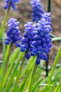 Sping flowers. Grape hyacinth Muscari. Blue Muscari. Mouse hyacinth