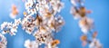 Sping season background with blossoming branches