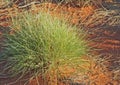 Spinifex Grass
