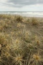 Spinifex grass growing on sandy beach