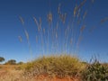 Spinifex grass plant in outback Central Australia