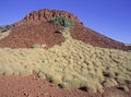 Spinifex grass