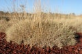 Spinifex Royalty Free Stock Photo