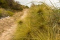 Spinifex longifolius lining path to beach at Binningup Royalty Free Stock Photo