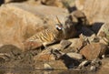 Spinifex pigeon at edge of waterhole