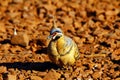 Spinifex pigeon foraging on ground, Purnululu National Park Royalty Free Stock Photo