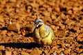 Spinifex pigeon foraging on ground, Purnululu National Park