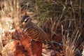 Spinifex pigeon (Geophaps plumifera) Royalty Free Stock Photo