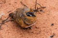 The spinifex pigeon Geophaps plumifera, also known as the plumed-pigeon, an Australian endemic