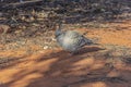 A spinifex pigeon Geophaps plumifera at it`s habitat in the desert of Australian desert. Royalty Free Stock Photo