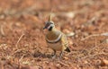 Spinifex pigeon in outback Australia Royalty Free Stock Photo