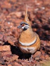 Spinifex pigeon, Geophaps plumifera Royalty Free Stock Photo