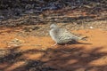 A spinifex pigeon Geophaps plumifera at it`s habitat in the desert of Australian desert. Royalty Free Stock Photo