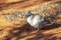 A spinifex pigeon Geophaps plumifera at it`s habitat in the desert of Australian desert.