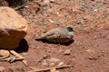 Spinifex Pigeon - Kings Canyon - Australia Royalty Free Stock Photo