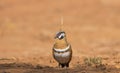 Spinifex Pigeon with outback red background and copy space