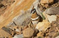 Spinifex pigeon partly camouflaged in rocks