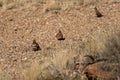 Spinifex pigeons on the ground Royalty Free Stock Photo