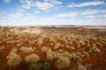 Spinifex Plant - Outback Australia