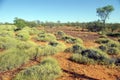 Spinifex in Red Centre, Australia