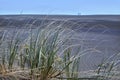 Spinifex sericeus grows on KareKare beach