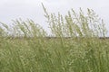 Spinifex Triodia grass seeding seeds