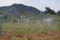 Spinker watering organic vegetables Concept of non-toxic food On a Thai hill farm
