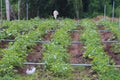 Spinker watering organic vegetables Concept of non-toxic food On a Thai hill farm