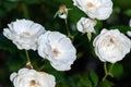 Spinnaker Amorina pure white garden roses bred by De Ruiter Royalty Free Stock Photo