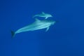 Spinner Dolphin Royalty Free Stock Photo