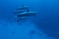 Spinner Dolphin Royalty Free Stock Photo