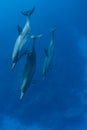 Spinner Dolphin Royalty Free Stock Photo