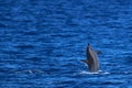 Spinner Dolphin Breaching Royalty Free Stock Photo