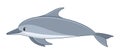 Spinner dolphin fish on a white background