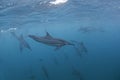 Spinner dolphin, stenella longirostris