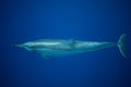 Spinner Dolphin Cruises Through Clear, Blue Water