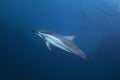 Spinner dolphin, stenella longirostris, Mauritius island Royalty Free Stock Photo