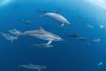 Spinner dolphin, stenella longirostris, Mauritius island Royalty Free Stock Photo