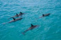 Spinner Dolphins Royalty Free Stock Photo