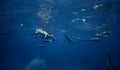 Spinner dolphins big pod underwater shot