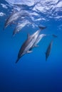 Spinner Dolphins Diving Royalty Free Stock Photo