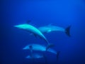 spinner dolphins play in deep blue water while diving Royalty Free Stock Photo