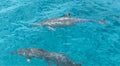Spinner Dolphins at Play Royalty Free Stock Photo