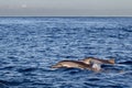 Spinner Dolphins Stenella longirostris Royalty Free Stock Photo