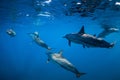 Spinner dolphins swimming in Indian ocean at Mauritius Royalty Free Stock Photo