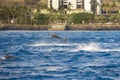 spinner dolphins swimming in the rippling blue waters of the Pacific Ocean off the coast of Oahu in Kapolei Hawaii