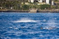 spinner dolphins swimming in the rippling blue waters of the Pacific Ocean off the coast of Oahu in Kapolei Hawaii